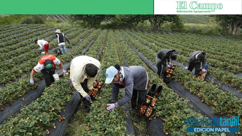 La brecha de precios de los productos agropecuarios disminuyó 6%
