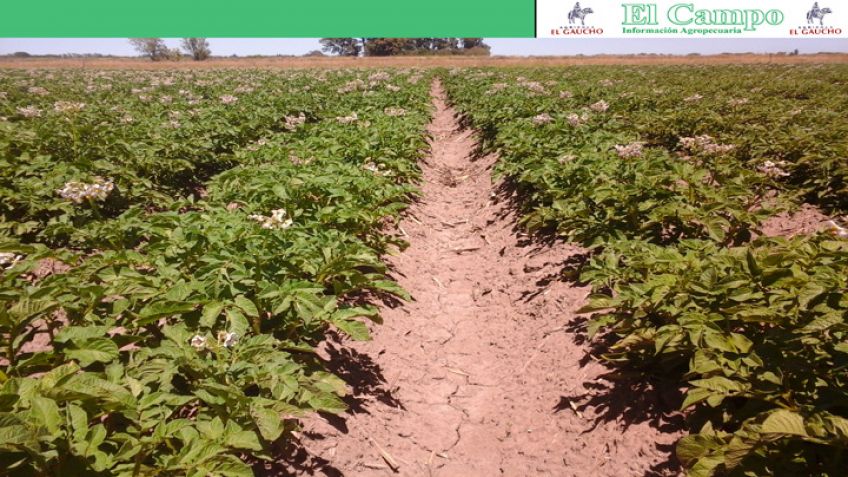 Papa: paso a paso para una correcta plantación y cosecha