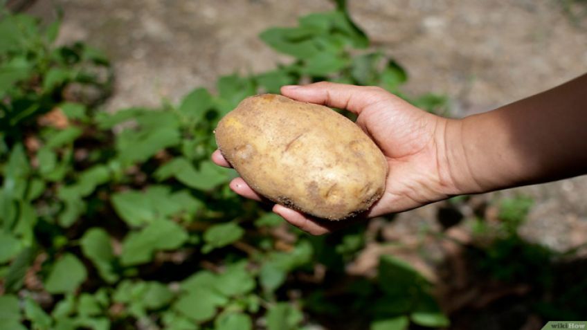 Papa: paso a paso para una correcta plantación y cosecha