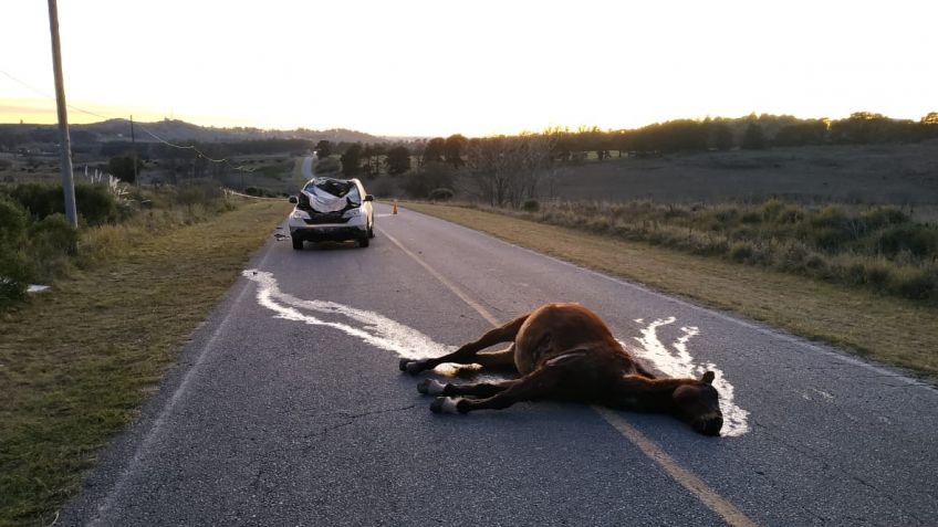 Automovilista chocó con un caballo en la zona del Centinela