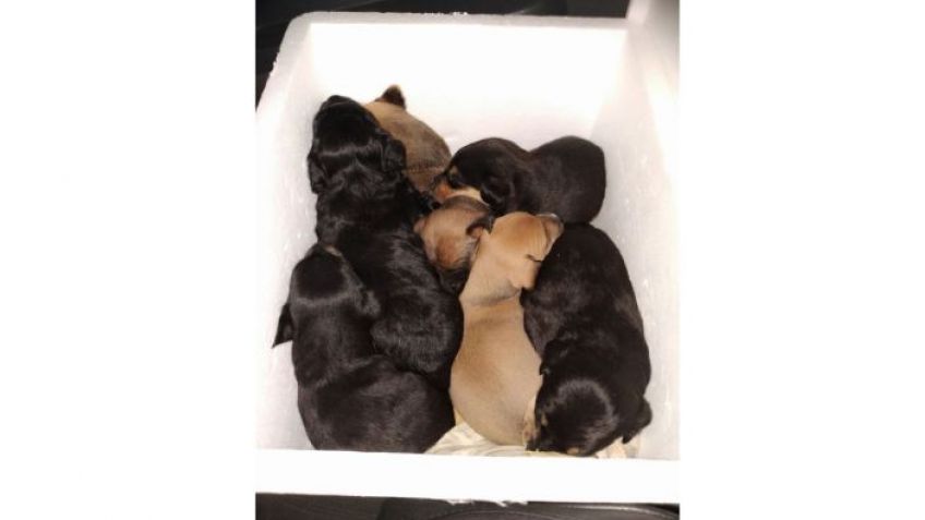 La buena del día: rescataron a siete cachorros que fueron abandonados en la ruta