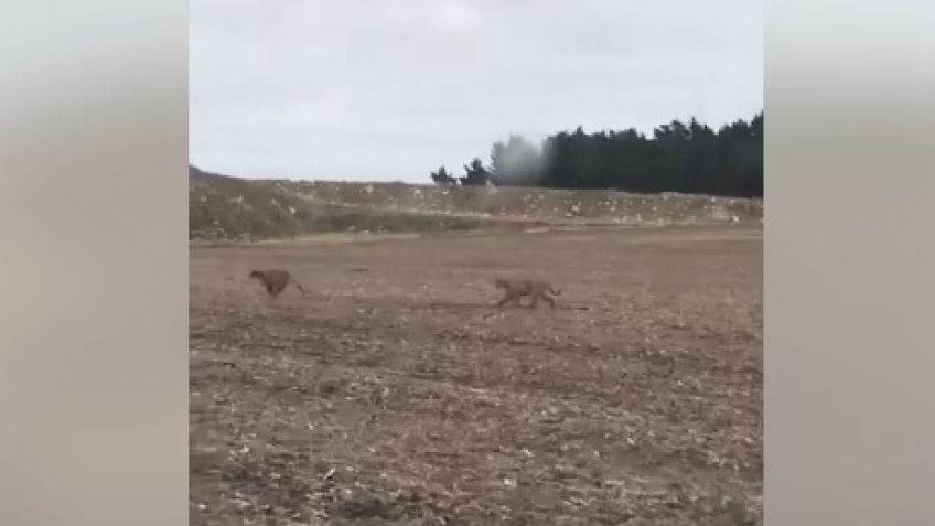 Viral: el video de dos pumas en Las Numancias