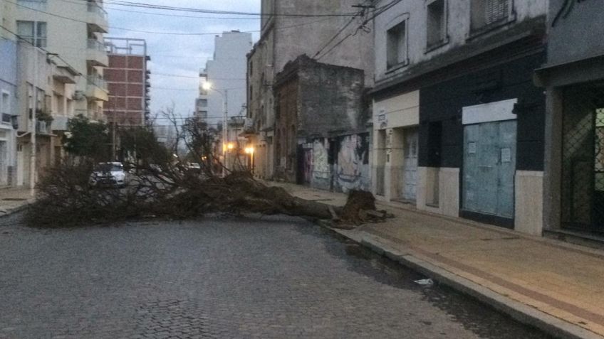Cayó un árbol en Chacabuco y provocó un caos vehicular