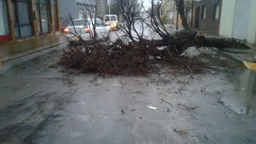 El temporal tiró un árbol en Constitución 