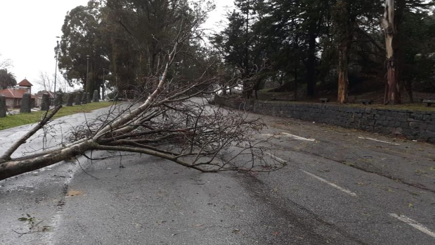 Arboles caídos, cables cortados y chapas sueltas por el temporal