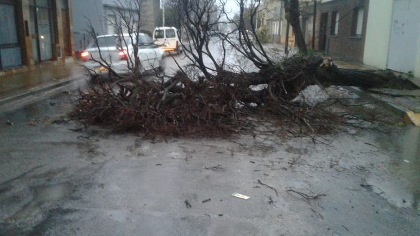 Arboles caídos, cables cortados y chapas sueltas por el temporal