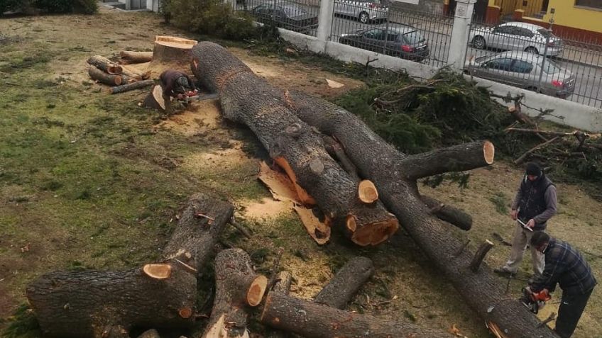Video: tras más de 100 años, tiraron el árbol de la Parroquia Santa Ana