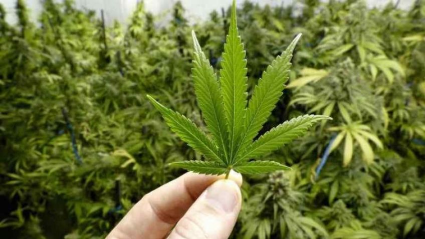 Cannabis: el Gobierno legalizó el autocultivo para uso medicinal y el expendio de aceites