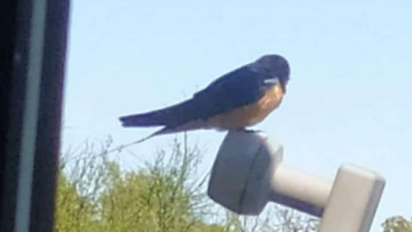 "Aves solidarias": proyecto de extensión universitario 