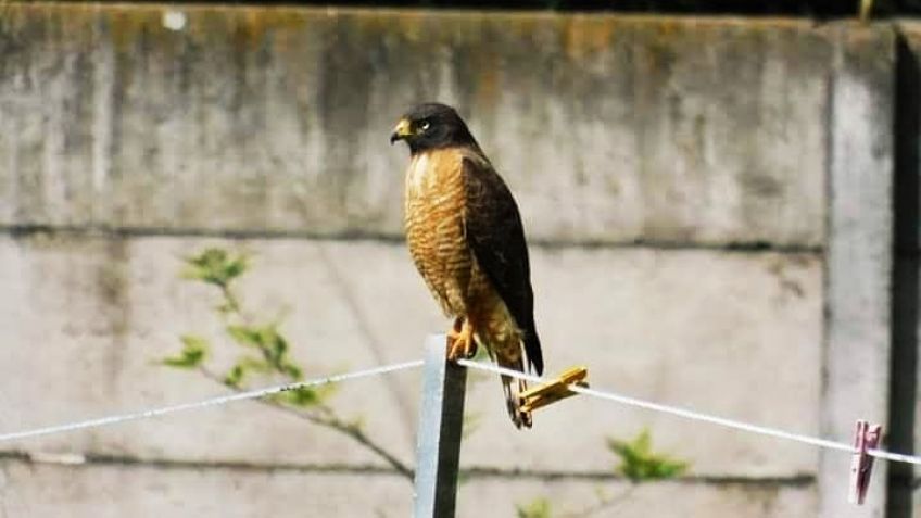 "Aves solidarias": proyecto de extensión universitario 