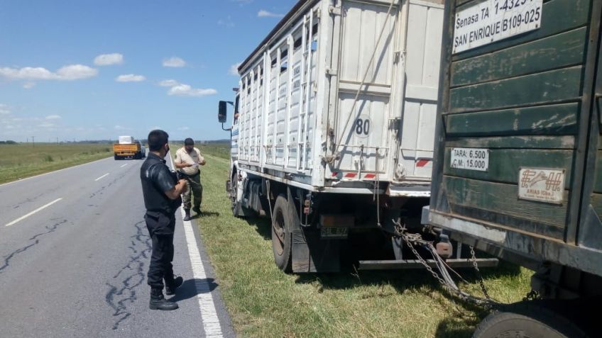 Infraccionan a un camionero por anomalías en marcas de los vacunos en Napaleofú