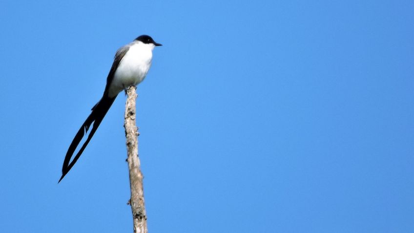 "Aves Solidarias": una bandada que crece 