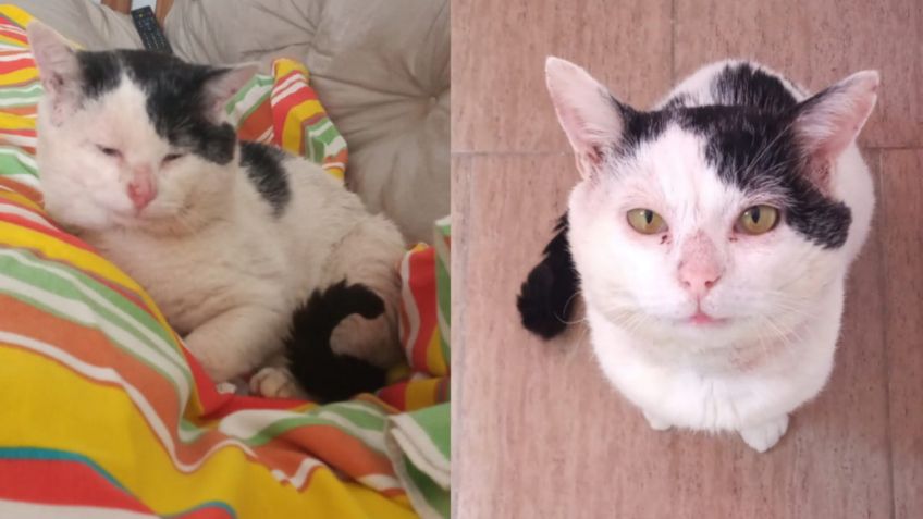 Agrupación Felina Tandil pide ayuda para el cuidado de un gatito