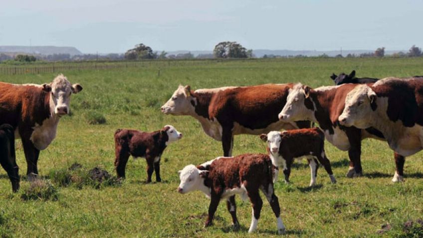Productor tandilense denunció el robo de más de 500 vacunos de un campo en La Pampa