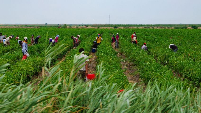 Por "trata laboral" en Tandil, procesan a directivos de una productora de frutos rojos