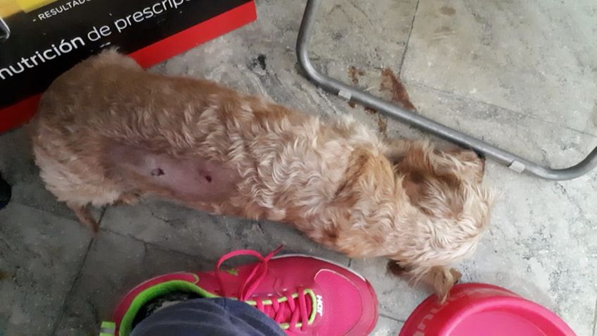 Olivia, la perrita atacada