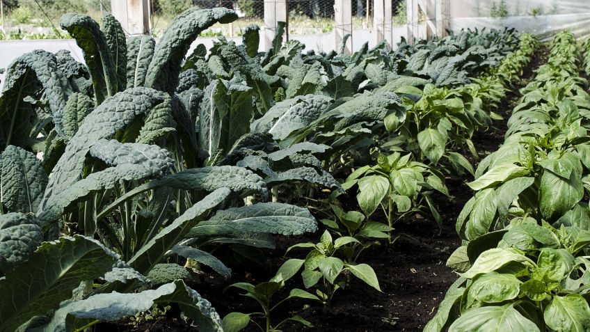 Frutos de Nuestra Tierra realizará una nueva venta al público de verdura agroecológica