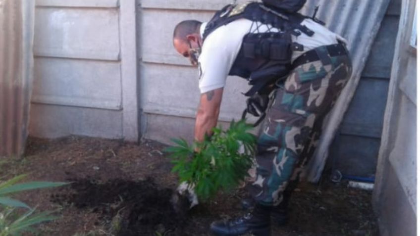 Allanaron una casa por un hurto y encontraron plantas de marihuana