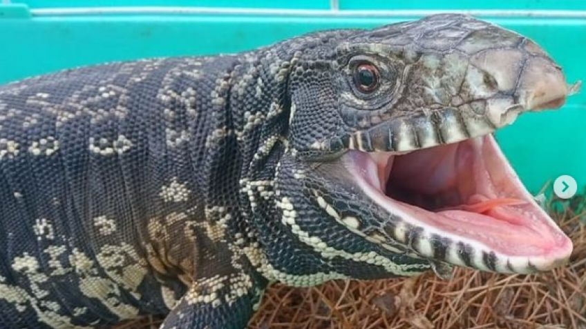 Llevaron a las sierras a un lagarto overo que apareció en el centro