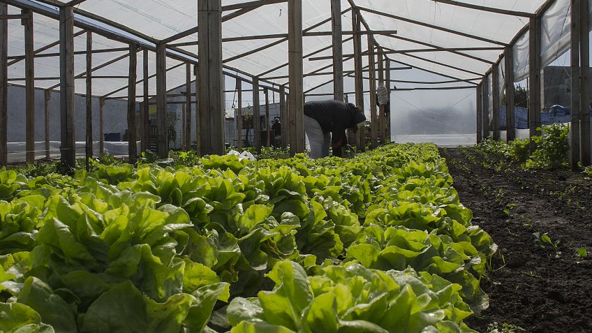 Frutos de Nuestra Tierra realizará una nueva venta al público de verdura agroecológica