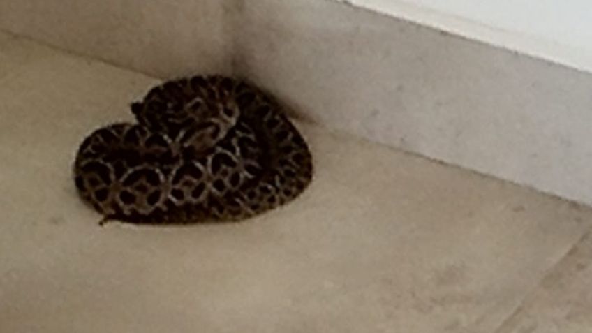Hacía gimnasia en su casa y se encontró con una serpiente
