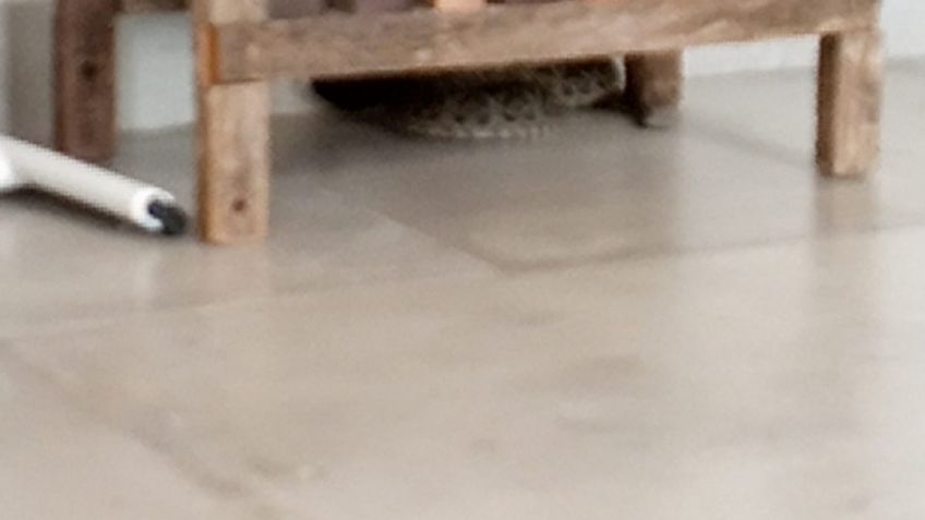 Hacía gimnasia en su casa y se encontró con una serpiente