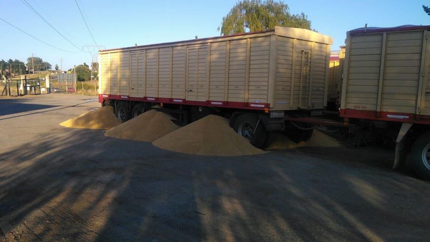 Abrieron las boquillas de dos acoplados y se perdió importante cantidad de cereal