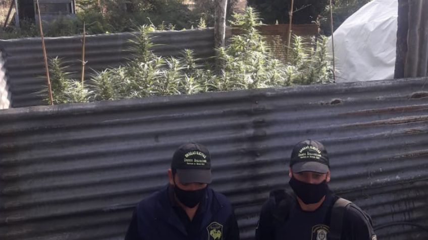 Secuestraron plantas de marihuana en un allanamiento realizado en Vela