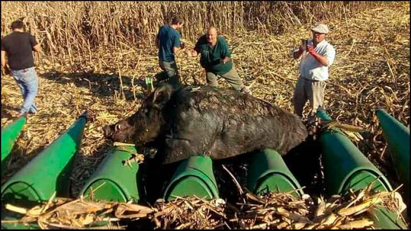 Un gigantesco jabalí se le cruzó en medio de la cosecha