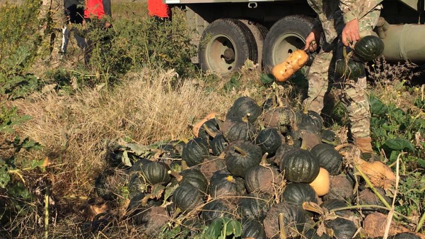 Se cosecharon más de 15 mil zapallos que serán entregados a familias vulnerables