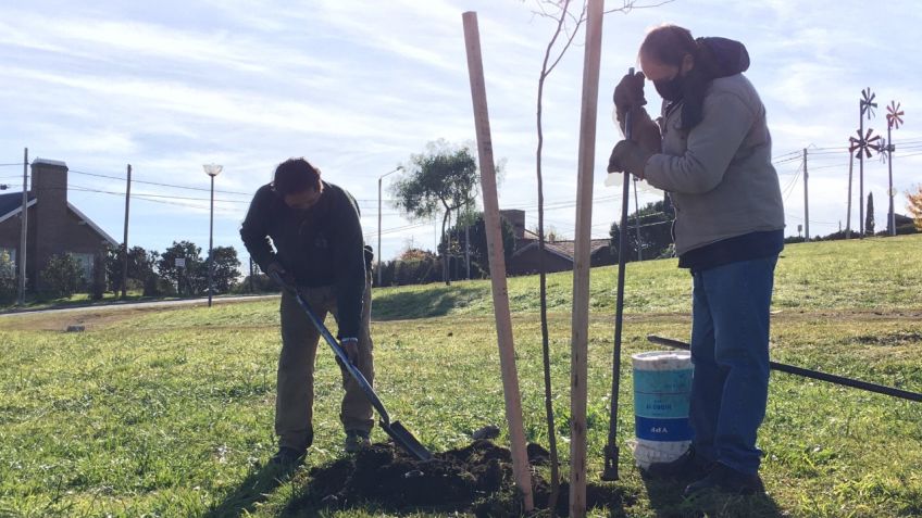 Avanza la plantación de árboles en diferentes espacios verdes de la ciudad