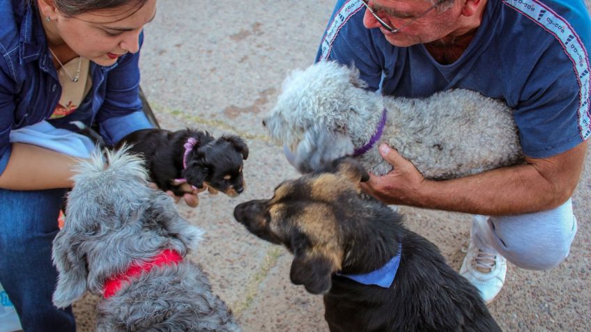 El Concejo se apresta a votar la Ordenanza sobre tenencia responsable de animales