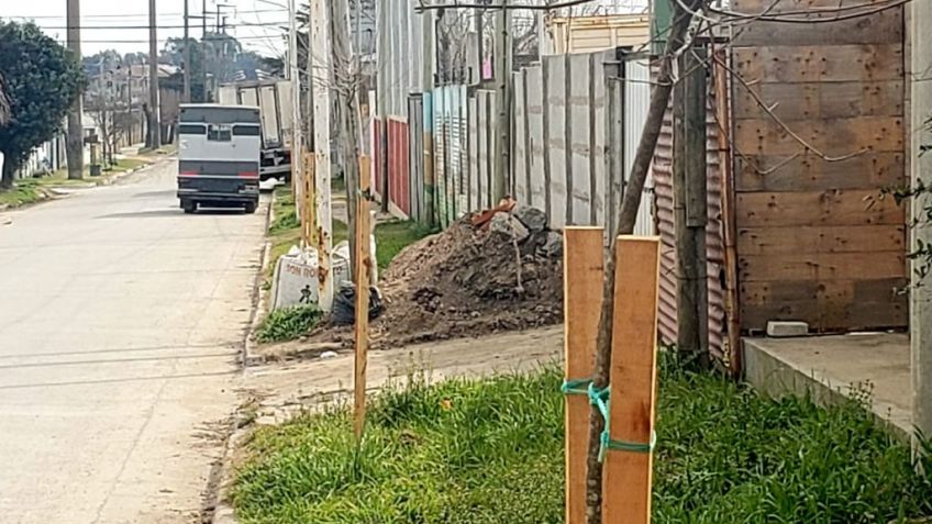 Avanza la plantación de cientos de árboles al norte de la Ruta 226