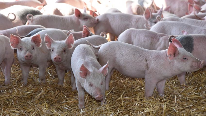 Se elevaron al Concejo dos proyectos para fomentar la agroecología y la actividad porcina