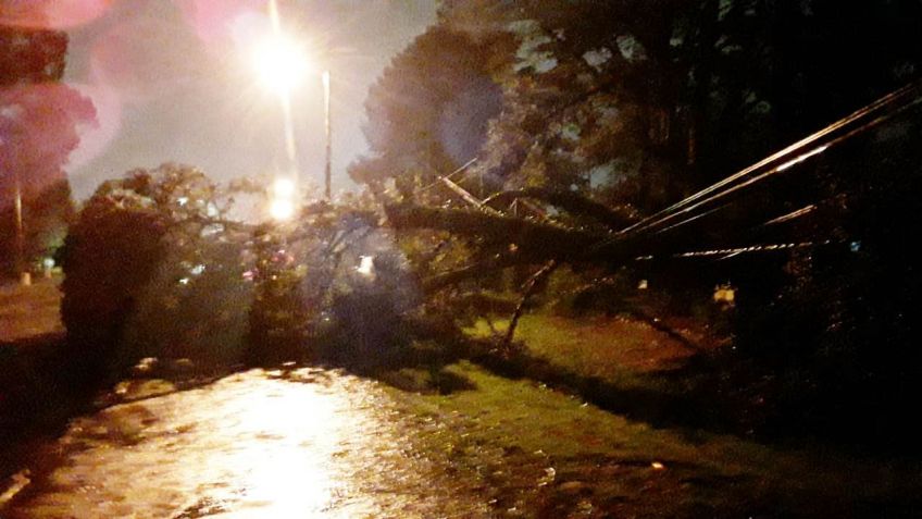 Un árbol cayó encima de una vivienda en Pasaje Los Nogales y Nigro.