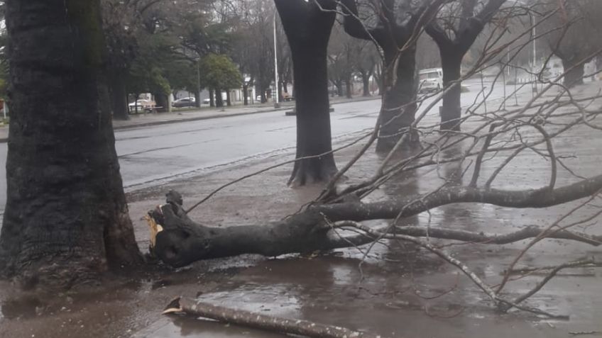 Ramas de árboles caídas en varias plazas y paseos