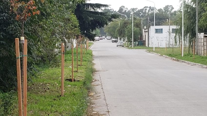 Con más de 1300 árboles plantados, continúa el Plan de Forestación al Norte de la Ruta 226