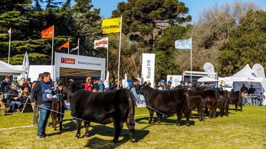 Se pone en marcha en la Sociedad Rural la exposición de Angus 