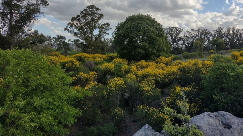 Paseo de reconocimiento de plantas