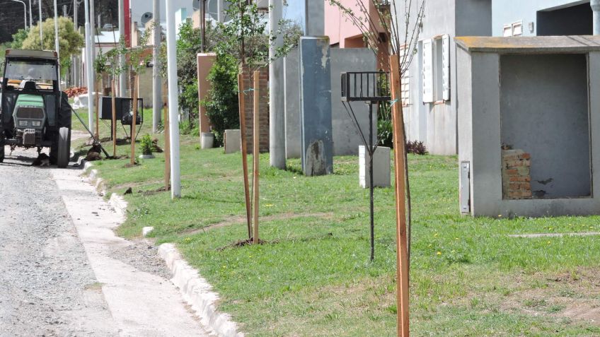El Municipio destacó la plantación de 3500 árboles este año