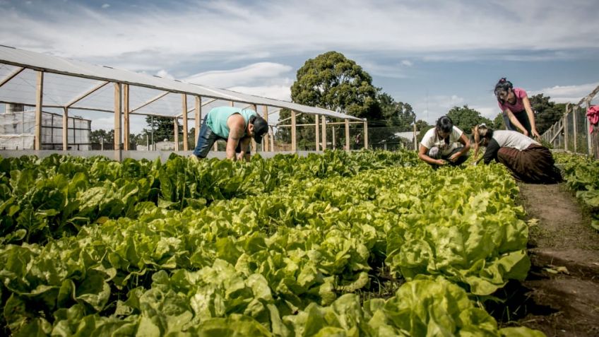 Tandil tendrá su primer "Verdurazo Agroecológico"