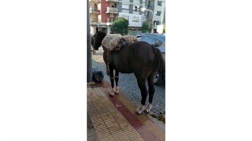 Ató el caballo en pleno centro para ir a la peluquería