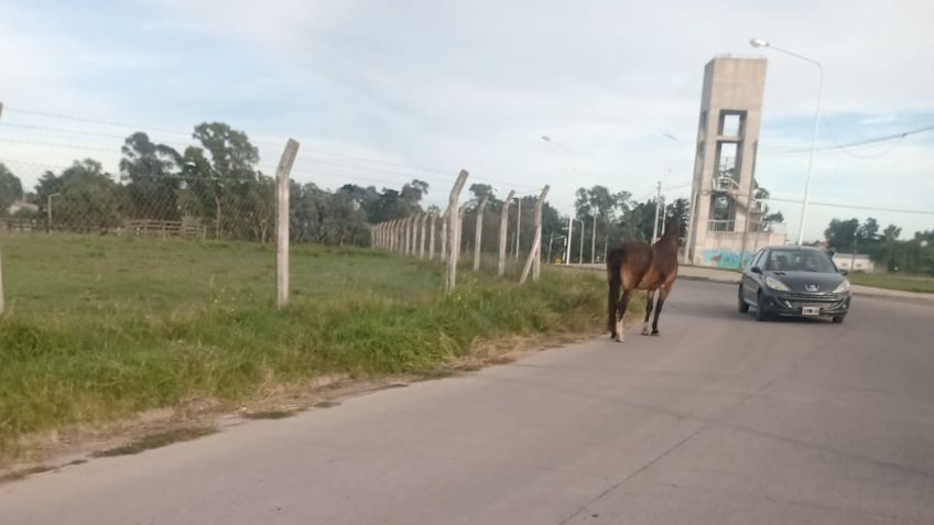 Vecinos del Procrear alertaron sobre caballos sueltos en la zona