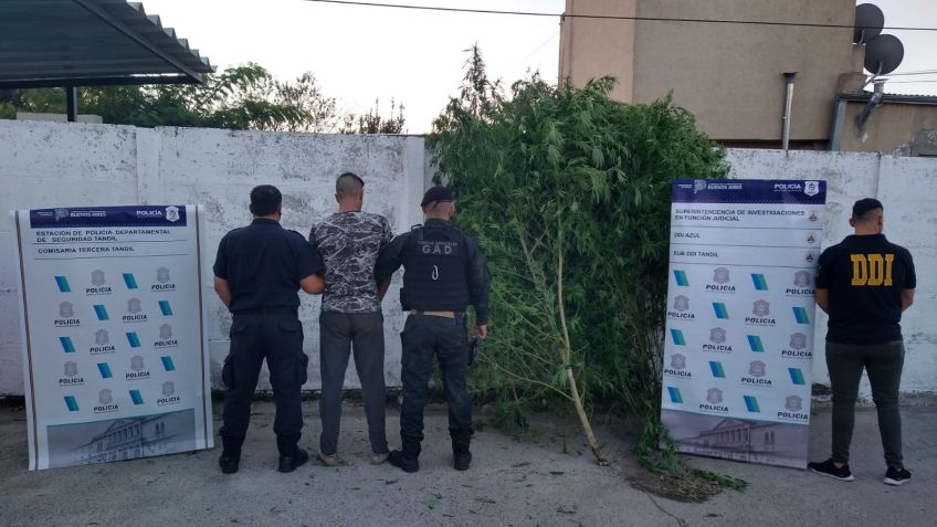 Allanaron una vivienda por un asalto y secuestraron plantas de marihuana por 26 kilos