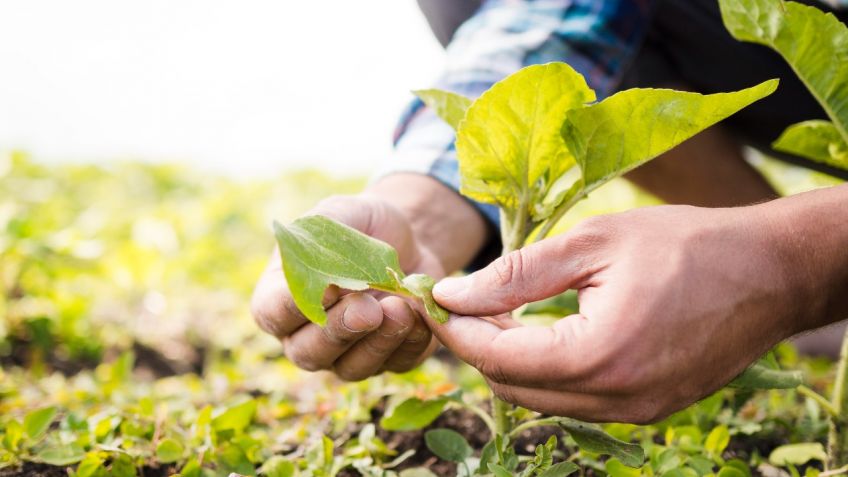 Se realizará una importante jornada sobre agroecología