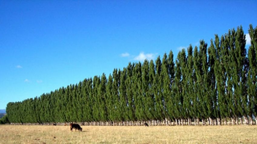 Avanza la implementación del Programa de Vinculación Forestal Rural Tandil