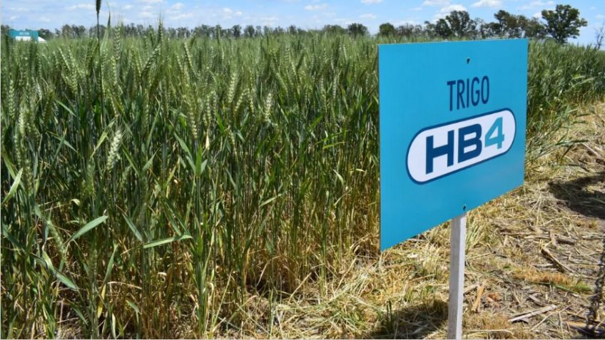 Prohíben el trigo transgénico en la provincia de Buenos Aires
