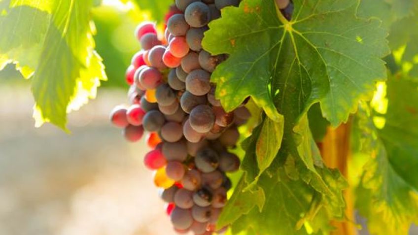 Provincia y Municipio realizarán un taller de poda de invierno en la vitivinicultura