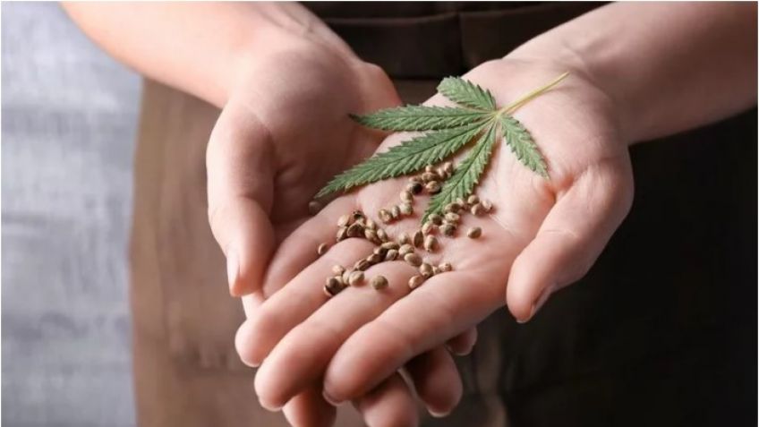 Aprueban la compra legal de semillas de cannabis en Argentina