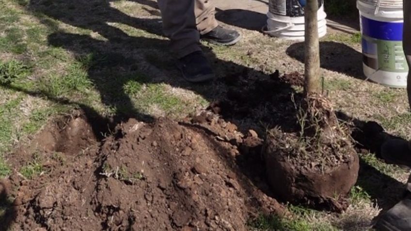 En los próximos días llegarán a los 9000 árboles plantados del Plan de Forestación